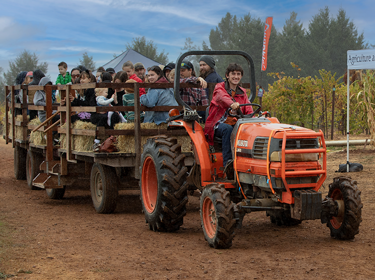 A male student drives a tractor carrying about 20 children and adults during the hayrides at Santa Rosa Junior College’s Shone Farm Fall Festival. 
