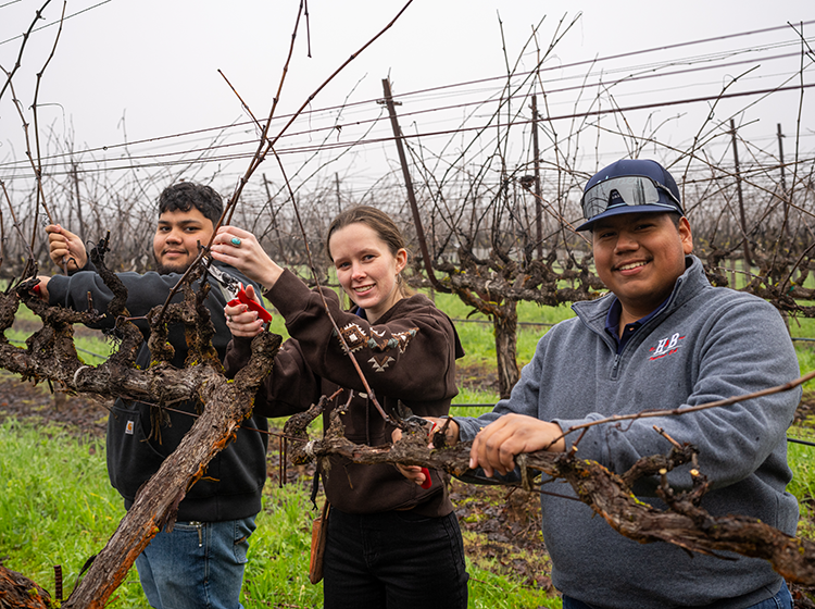 Three students, two male and one female, are smiling at the camera. They are photographed while printing vines, a Winter activity in the Shone Farm, Santa Rosa Junior College vineyard.