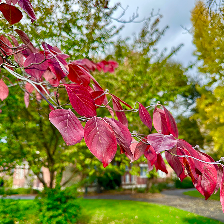 Home | Santa Rosa Junior College