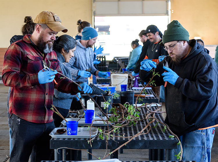 A lab at SRJC’s Shone Farm where multiple male and female students are cutting and setting branch cuts for sprouting. 